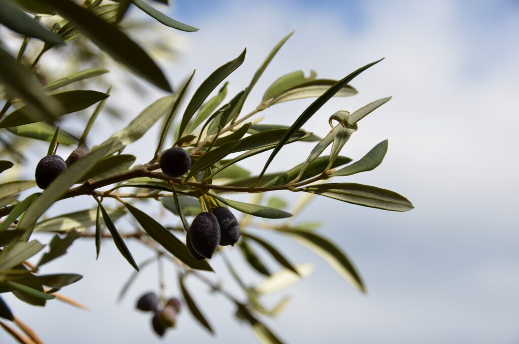 Branche d'olivier avec olives